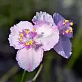 Květy Callisia ornata