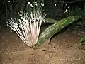 Sansevieria halli má zajímavé přízemní květenství a jen málo listů.