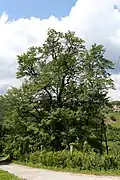 Jeřáb oskeruše