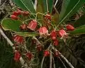 Forgesia racemosa