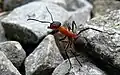 Mravenec rodu Formica