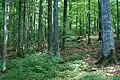 Výzkumná plocha (Mala Uholka)