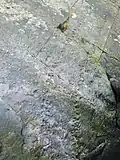 Zkaměnělé stopy artropleury na skotském ostrově Arran