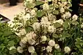 Kvetoucí fotergila větší, Fothergilla major 'Mt. Airy'