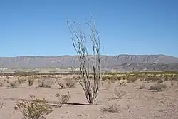 Poušť, v pozadí pohoří Big Bend