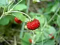 Jahoda jahodníku obecného (Fragaria vesca)