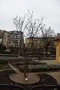 Nerozkvetlý Šácholan Soulangeův v Františkánské zahradě
