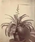 Hohenbergia Augusta