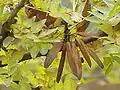 Neobvyklý drobnolistý druh Fraxinus xanthoxyloides s plody