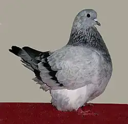 Mondén