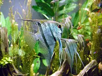 Pterophyllum scalare (skalára amazonská)