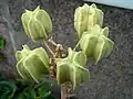 Plody řebčíku královského 'Lutea')