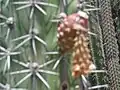 Plod Pitayo de Mayo, Stenocereus griseus.