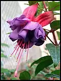 Kultivar 'Winston Churchill'