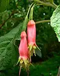 Květy fuchsie Fuchsia splendens