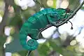 Zelenomodrý chameleon pardálí na ostrově Réunion