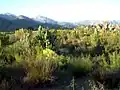 Fynbos