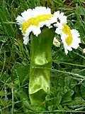 Fasciace u sedmikrásky (Bellis perennis)