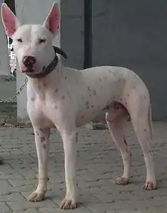Dospělý jedinec