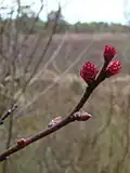 Samičí květenství vřesny bahenní