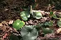 Galax urceolata