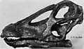 Lebka dinosaura druhu Diplodocus longus