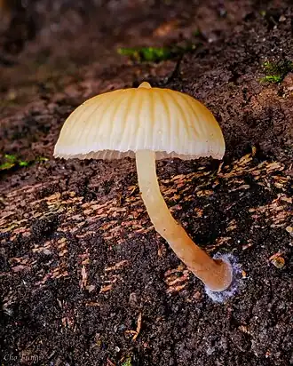 alternativní popis obrázku chybí