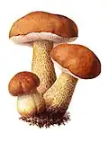 ilustrace