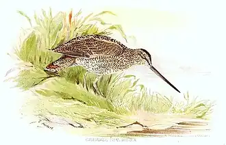S. Herbert, cirka 1890