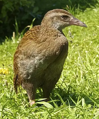 Fotografie chřástala weky