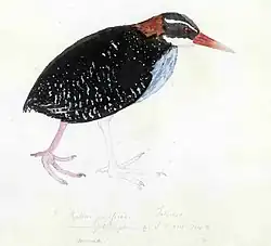 Akvarel Chřástala tahitského (Hypotaenidia pacifica) od Georga Forstera. Nápis: "Rallus pacificus. Taheitee. Oomnaoe. Oomeea keto ōw'".