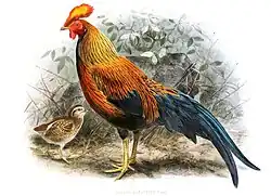 Samec a kuře (John Gerrard Keulemans, 1880)