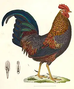 Samec (1838)