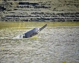 Fotografie delfínovce zvedajícího hlavu a přední část hřbetu nad vodu. Má dlouhé štíhlé čelisti, zřetelně disproporcionálně drobné oko je vidět jako malá jamka na hlavě.