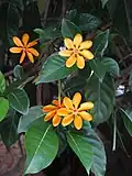 Gardenia carinata