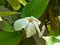 Květ Gardenia resinifera