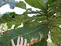 Listy Anthocleista grandiflora