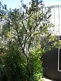 Tristánie v botanické zahradě v Sydney