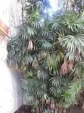 Rhapis humilis