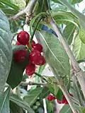 Plody Psychotria kirkii
