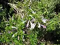 „Mexické oregano“ Poliomintha longiflora