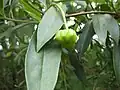 Větévka Illicium mexicanum s nezralým plodem