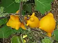 Plody Solanum mammosum