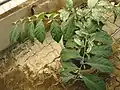 Tropická hlošina Elaeagnus latifolia