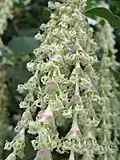 Detail květenství Garrya elliptica