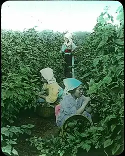 Sbírání listů moruše