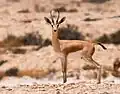Gazela dorkas (Izrael)