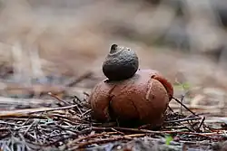 Hvězdovka pastvinná (Geastrum schmidelii)