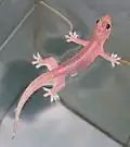 Gehyra mutilata