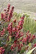 Geissoloma marginatum (Geissolomataceae)